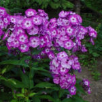 Adessa Special Purple Star