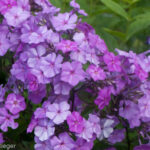 Blaue Gesine