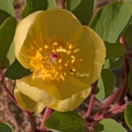 Paeonia wendelboi - Pilt 6