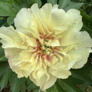 Canary Brilliant - Pilt 3