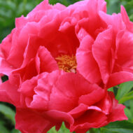 Coral Fay