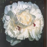Couronne d'Or