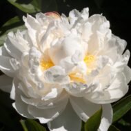 Couronne d'Or - Pilt 2