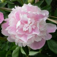 Lady Orchid - Pilt 5