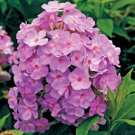 David's Lavender
