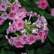 Early Dark Pink - Pilt 2