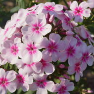Early Light Pink