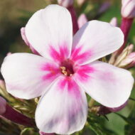 Early Light Pink - Pilt 2