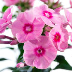 Early Pink Dark Eye