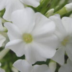 Early White