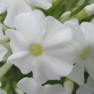 Early White