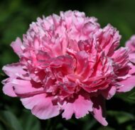 Edulis Superba - Pilt 2