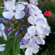 Flame Blue - Pilt 6