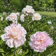 Frances Mains