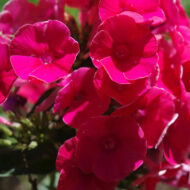 Grenadine Dream - Pilt 2