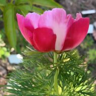 Paeonia tenuifolia f. alboroseum - Pilt 4
