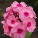 Jeff's Pink