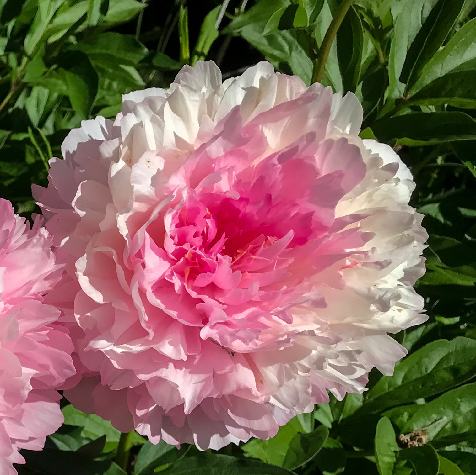 Joker65 Rose Heart - Pilt 1