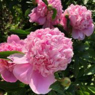 Lady Anna - Pilt 2