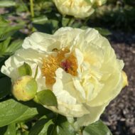 Lemon Chiffon - Pilt 3