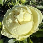 Lemon Chiffon