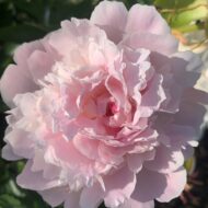 Leonie (Mme Calot) - Pilt 6