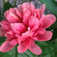 Lorelei - Pilt 2