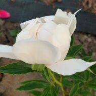 Lotus Queen - Pilt 4