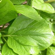 Paeonia macrophylla - Pilt 2