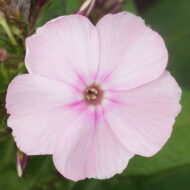 Mme D-r Charcot - Pilt 2
