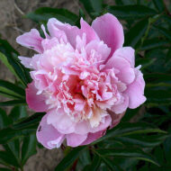 Madame Ducel