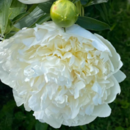 Mademoiselle Jeanne Riviere - Pilt 5