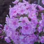 Organza