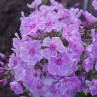Organza