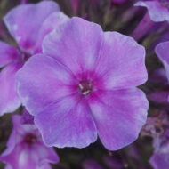 Organza - Pilt 2