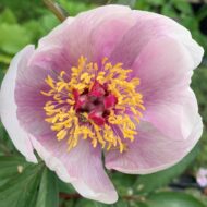 Paeonia cambessedesii - Pilt 5