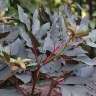 Paeonia cambessedesii - Pilt 2