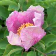 Paeonia daurica - Pilt 8