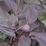 Paeonia ruprechtiana - Pilt 2
