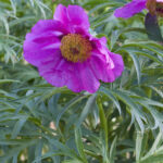 Paeonia anomala L.