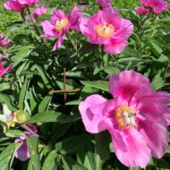 Paeonia caucasica - Pilt 3