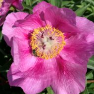 Paeonia caucasica - Pilt 4