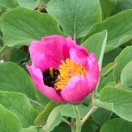Paeonia daurica - Pilt 7