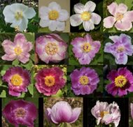 Paeonia daurica - Pilt 3