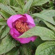 Paeonia mairei - Pilt 5