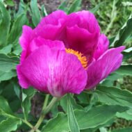Paeonia officinalis L. - Pilt 2