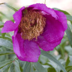 Paeonia anomala L.