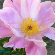 Pink Princess