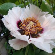 Paeonia rockii - Pilt 2