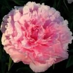 Pink Tinkerbelle